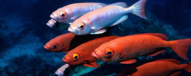 鱼类介绍(海洋馆常见鱼类介绍)