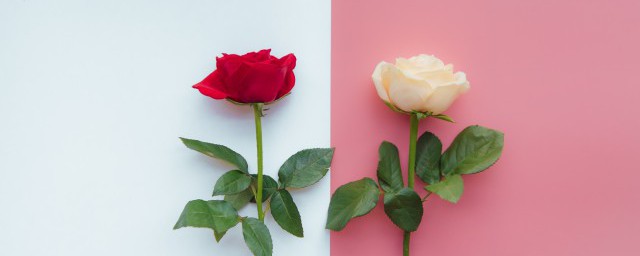 红玫瑰是什么花语(红玫瑰花的花语是什么意思)