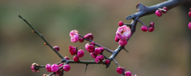 初春仲春暮春各自有哪些特点(春天分为暮春仲春还有什么)