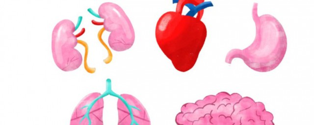 五脏六腑的含义(五脏六腑指的是什么)