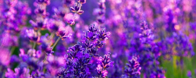 深紫色怎样调(深紫色怎样调变成亮紫色)