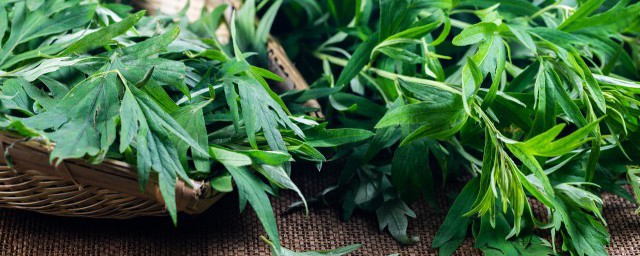 新鲜艾草怎么保存(新鲜艾草怎么保存一周不枯萎)