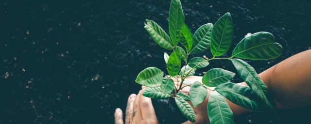 生长素的化学本质介绍(生长素的化学组成)