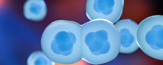 吞噬细胞是什么意思(吞噬细胞吞噬的是什么)