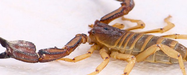 蝎子的功效与作用禁忌有什么