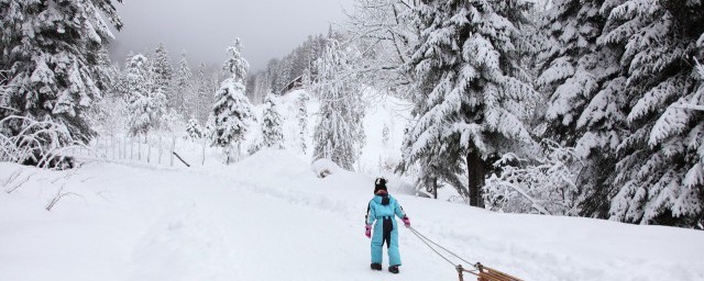 忽如一夜春风来出自哪首诗歌(忽如一夜春风来整首诗是什么)