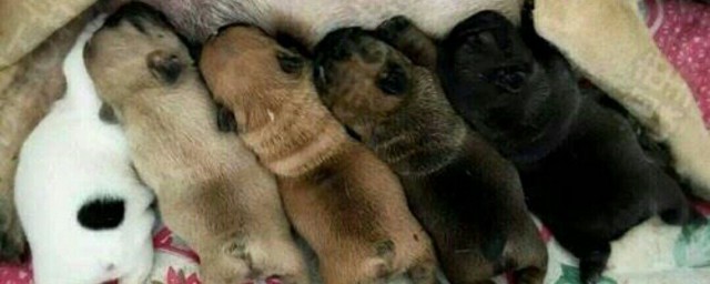 狗狗生仔需要多久(狗狗产仔要多久)