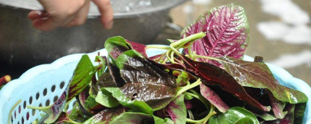 苋菜的功效与禁忌介绍(请问苋菜有何营养与禁忌?)