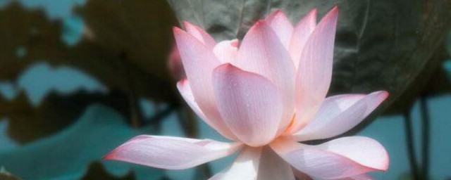 关于让人醒悟的佛语(几句佛语能提醒人生)