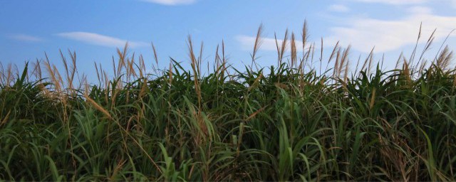 什么是悯农(什么叫悯农)