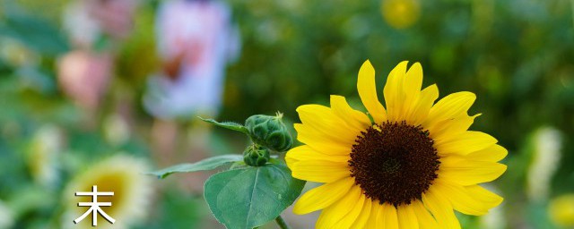 向日葵的寓意及花语(向日葵的花语是什么?向日葵的寓意是什么)