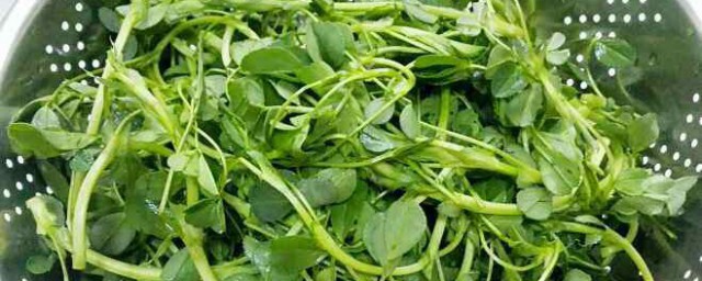 苜蓿菜怎么做好吃(苜蓿菜怎么做好吃,可以拌面蒸熟吃吗)