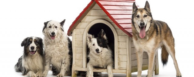 养边牧的禁忌是什么(养边牧须知)