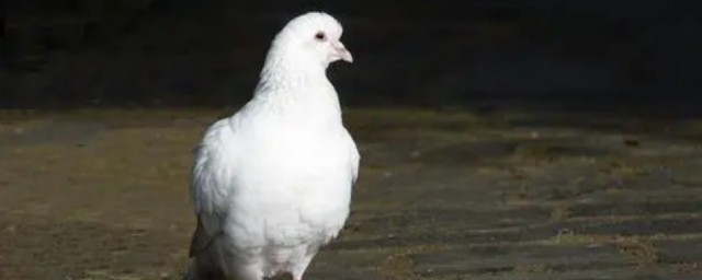 鸽子五行属哪一行(养鸽子五行属于什么行业)