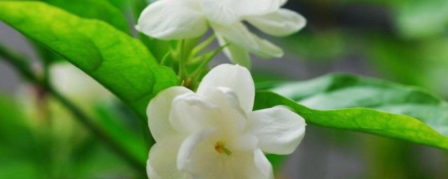 茉莉茶的作用(蒲公英苦丁茉莉花茶的作用)