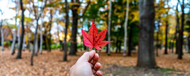 处暑代表啥意思(处暑的含义是什么意思)
