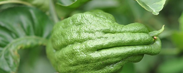 佛手瓜苗的好处和禁忌是什么(佛手瓜苗的营养)