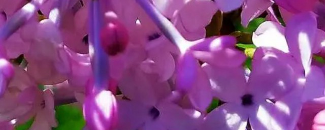 丁香花歌词全文(丁香花的歌词 - 搜狗问问)