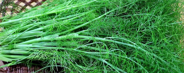 小茴香可以怎么吃(小茴香怎样吃)