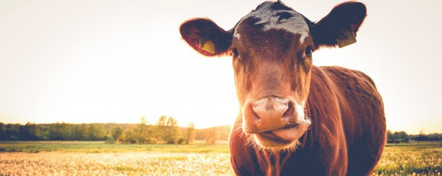 牛尾怎样烧好吃(红烧牛尾怎么做好吃窍门)