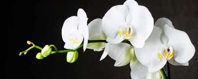 兰花怎么养殖(石斛兰花怎么养殖)