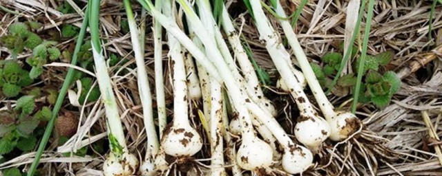 关于薤白的功效与作用禁忌