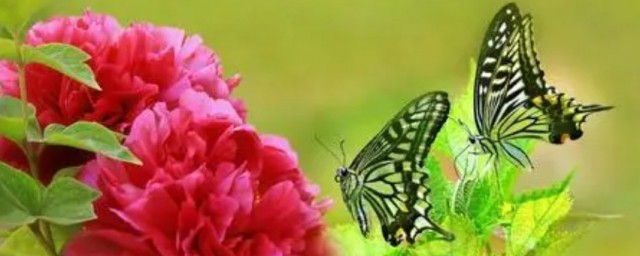 红尘蝶恋歌词全文(歌曲红尘蝶恋)