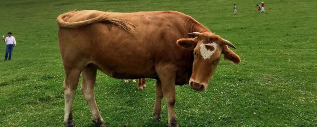 97年生肖是什么(请问97年是什么生肖)