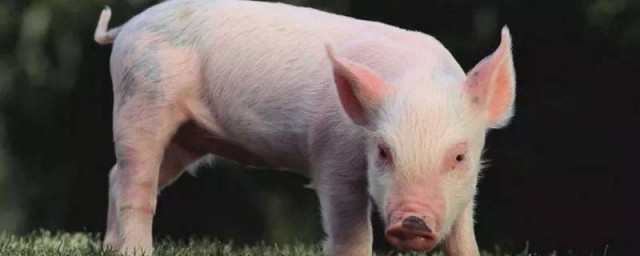 三教九流打一生肖(三教九流什么意思打一生肖)