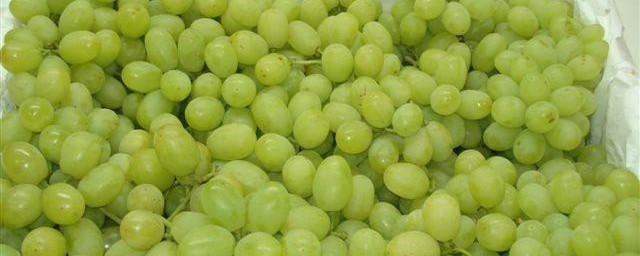 青提的好处以及注意事项(青提的功效与作用及禁忌)