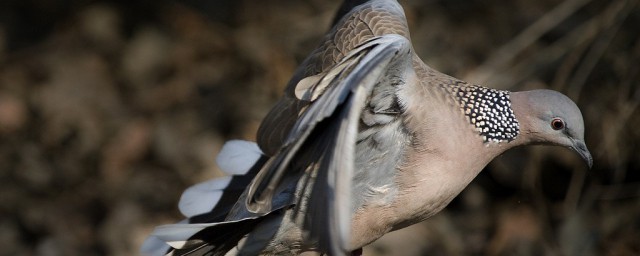 咕咕咕叫三声的鸟(咕咕咕叫三声的鸟这几天老是在我家阳台)