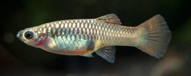 如何饲养刚出生不久的小鱼(刚出生的小鱼怎么养不活)