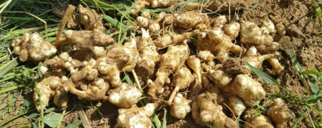 洋姜吃法有哪哪些(洋姜都有哪几种吃法)