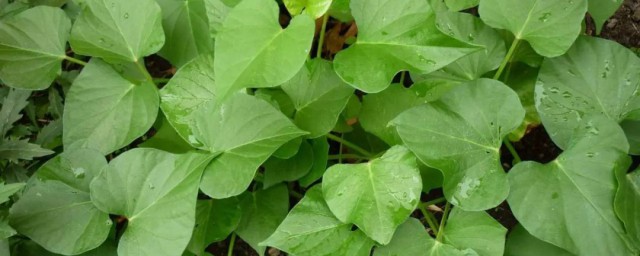 红薯叶的功效与作用禁忌有哪些(红薯叶的功效与作用、禁忌和食用方法)