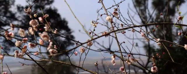 芬芳一生介绍(芬芳一生歌曲)
