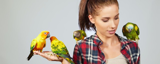 小太阳鹦鹉喂养禁忌是什么(小太阳鹦鹉饮食)