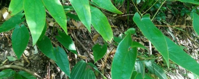 关于霪羊藿的功效与作用禁忌(霪羊藿功效和作用)