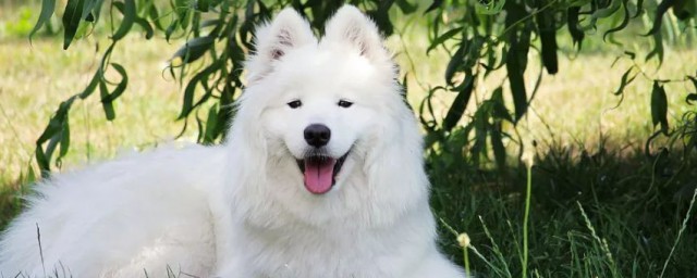 养萨摩耶的禁忌是什么(养萨摩耶的十大坏处)