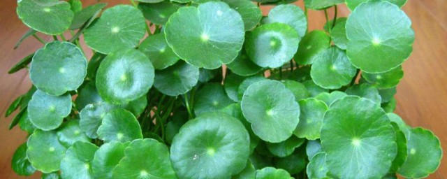 金钱草有什么副作用及禁忌(金钱草有啥副作用)