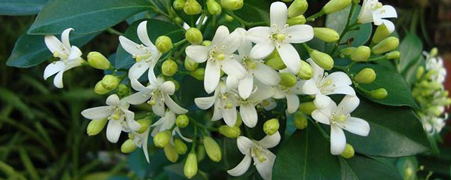 九里香禁忌有哪些(九里香的风水作用禁忌)