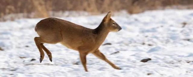 麝的偏旁部首是什么(麝的偏旁部首是什么部)