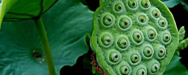 莲蓬有什么功效(莲蓬有啥功效)