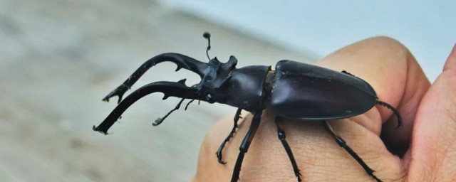 独角仙简单介绍(独角仙的分类方法)