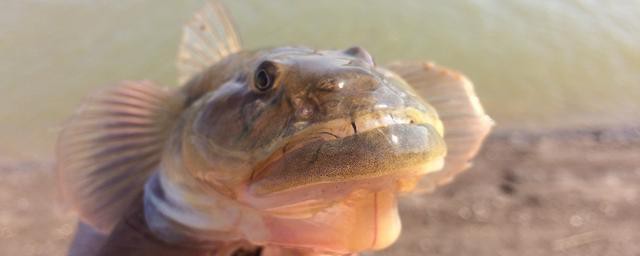 楞巴鱼简介(楞巴鱼图片)