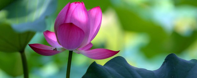 四十田园杂兴的四十的意思是什么(四时田园杂兴的四十是什么意思)