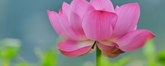 荷花的句子唯美短句(雨中荷花的句子唯美短句)