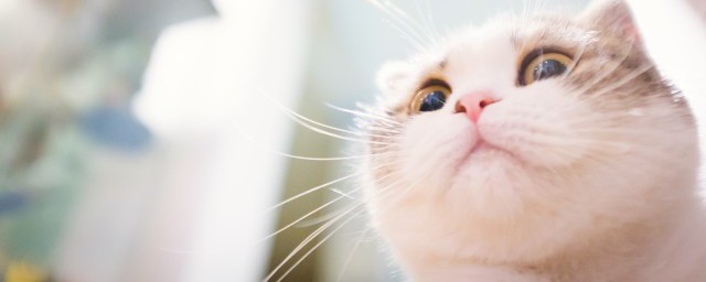 猫咪发情期时间