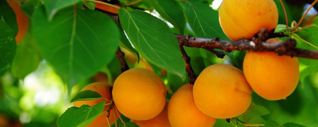 杏梅的简介(红梅杏简介)