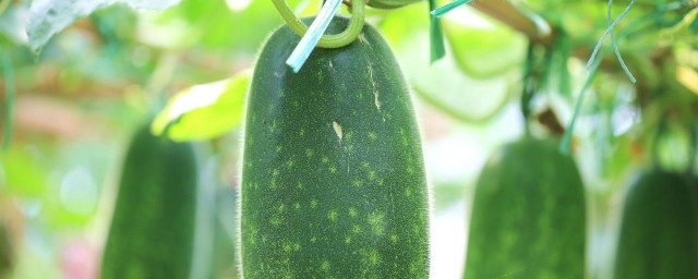 北瓜的吃法和做法大全有哪些(北瓜简单做法)