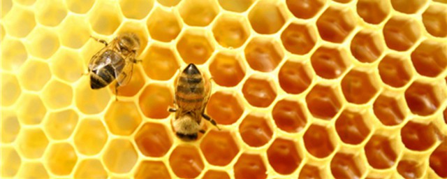 喝蜂王浆的好处与禁忌是什么(吃蜂王浆的好处是什么)